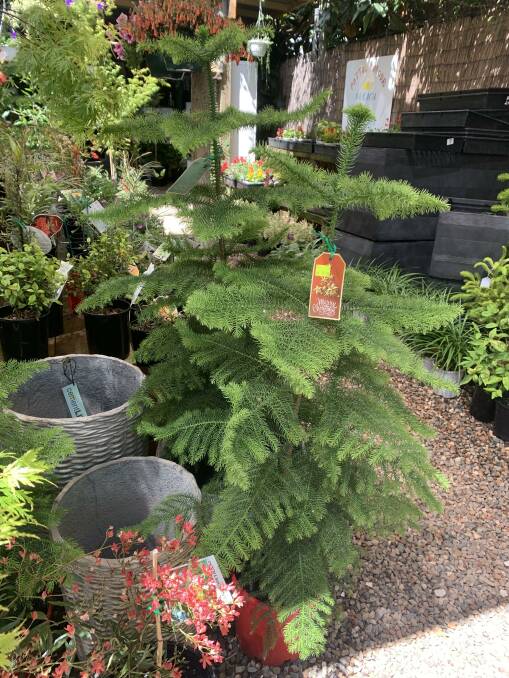More potted Christmas trees at Sully's Nursery Kurmond - and some Christmas bush! Picture supplied