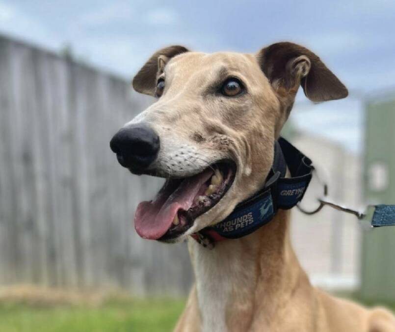 It will be a big day in the Hunter Valley on May 25 when Glandore Wines host a Greyhounds as Pets Adoption Day. Picture supplied