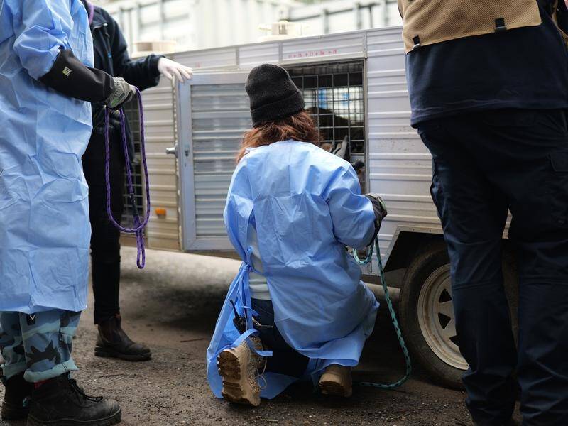 RSPCA workers during the rescue of nearly 30 dogs and puppies from a property in central Victoria. (PR HANDOUT IMAGE PHOTO)