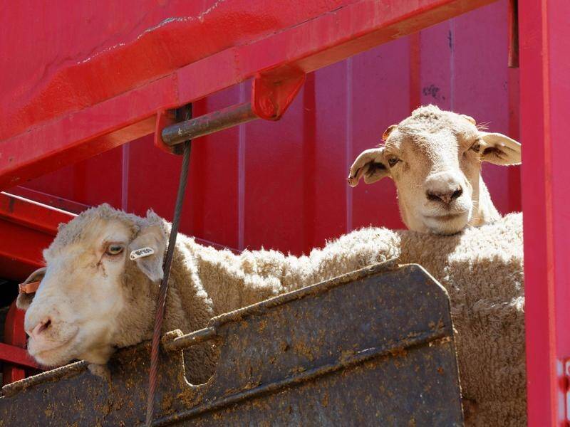 The government has been warned banning live sheep exports will have major trade consequences. (Trevor Collens/AAP PHOTOS)