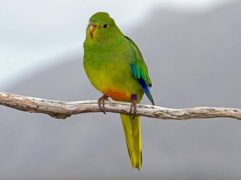 Orange-bellied parrots have returned to Tasmanian breeding grounds in numbers not seen for a decade. (HANDOUT/DEPARTMENT OF PRIMARY INDUSTRIES)