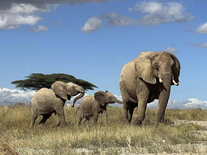 African elephants communicate with each other using unique names, a fresh study indicates. (AP PHOTO)