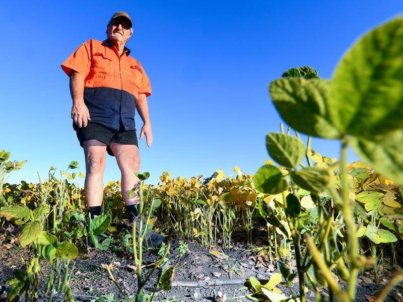 Larry Spann says Australians have no idea what they stand to lose if fire ants can't be eradicated. (Jono Searle/AAP PHOTOS)
